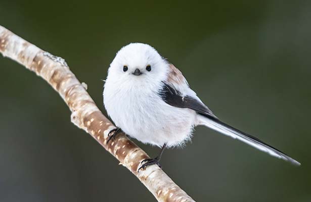 野鳥の森ウォーク