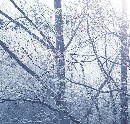 皑皑白雪中的森林散步