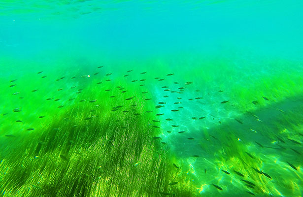 Lake Shikotsu Chitose River River Snorkeling