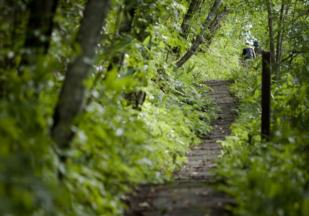 Nordic Walk