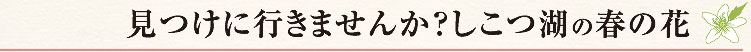 見つけに行きませんか？しこつ湖春の花