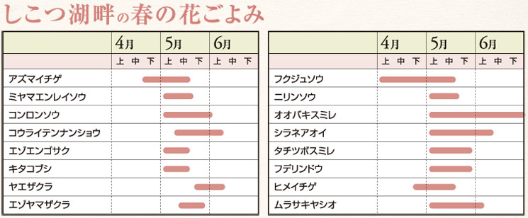 しこつ湖畔の春の花ごよみ