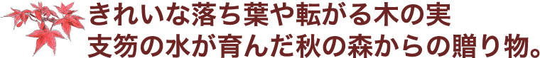 きれいな落ち葉や転がる木の実支笏の水が育んだ秋の森からの贈り物。