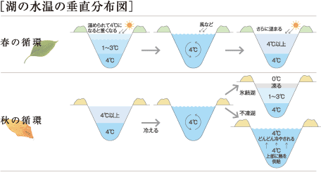 湖の水温の垂直分布図