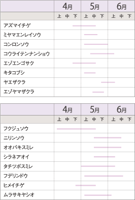 しこつ湖畔の春の花ごよみ