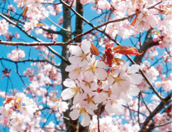 桜の花