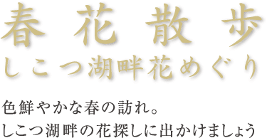 春花散歩しこつ湖畔花めぐり色鮮やかな春の訪れ。
しこつ湖畔の花探しに出かけましょう