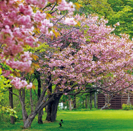 中庭の桜