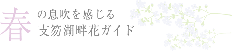 春の息吹を感じる支笏湖半花ガイド